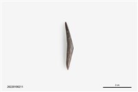 藏品(魚卡子)的圖片